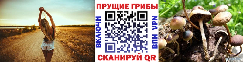 Галлюциногенные грибы Psilocybe  Купить где  Костомукша 